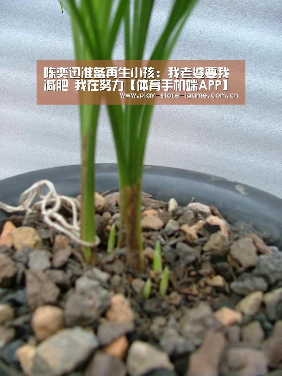 陈奕迅准备再生小孩:我老婆要我减肥 我在努力【体育手机端APP】(图3) 爱游戏